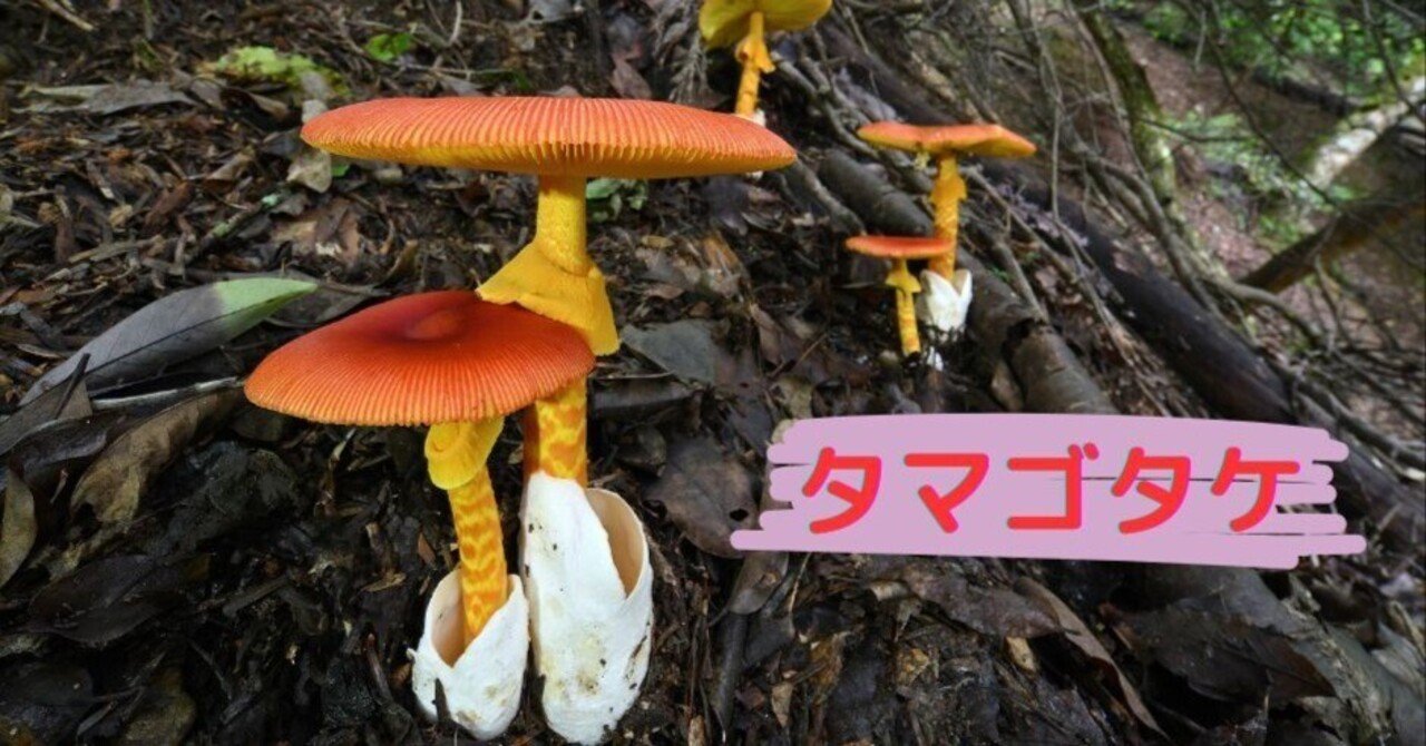 真っ赤なキノコ タマゴタケ｜ゆたし