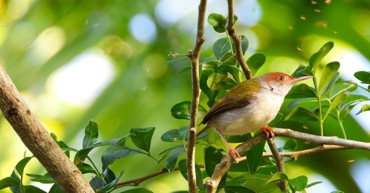 スリランカ探鳥記28 よく見かけた小鳥特集｜一羽一会(いちわいちえ