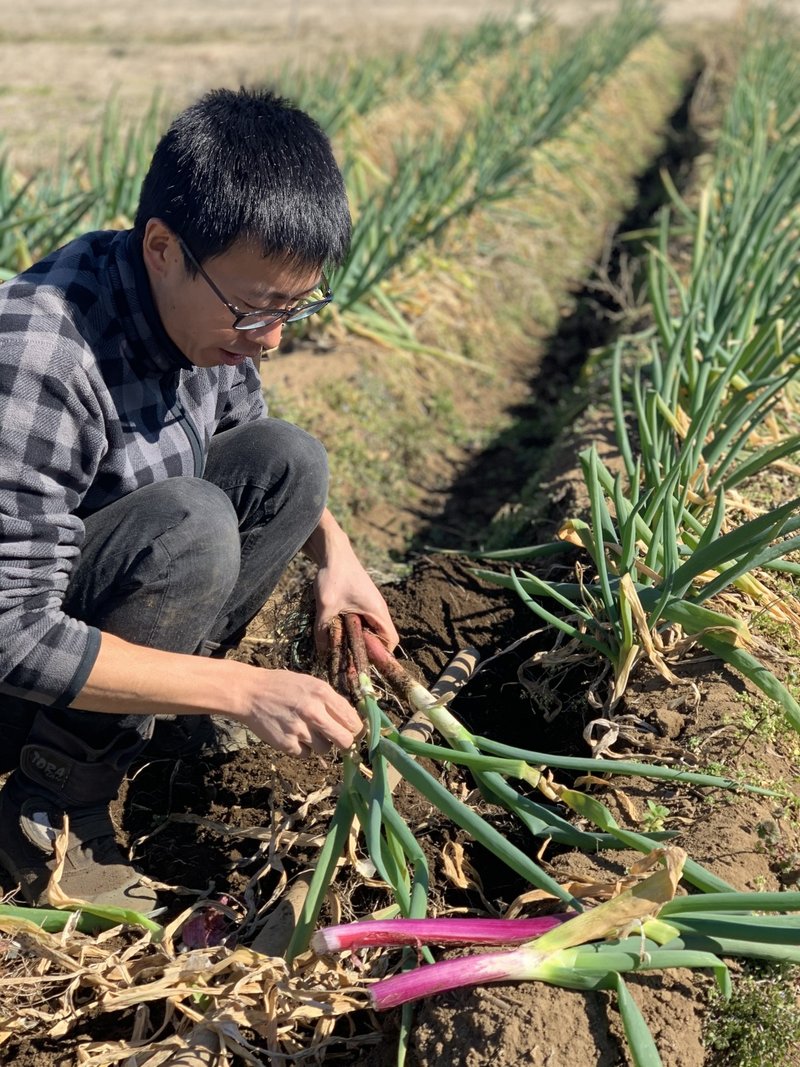 茨城の農家紹介 食べる楽しさを伝えたい めんどくさいことをあえてやる川上農園さんのチャレンジ いっぽんのお酒 Note 茨城の農家紹介 食べる楽しさを伝えたい めんどくさいことをあえてやる川上農園さんのチャレンジ いっぽんのお酒 Note