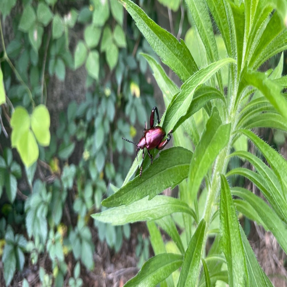 フェモラータオオモモブトハムシ採集記録｜sagra