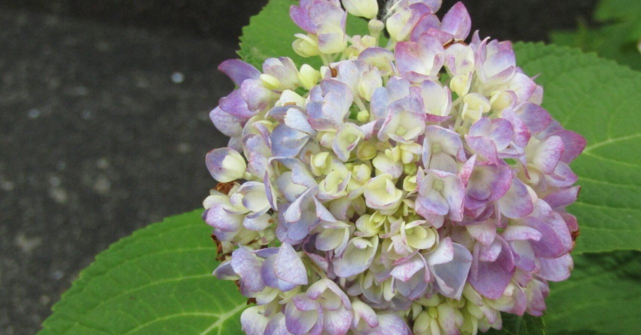 古典 ぽっぺのひとりごと（97）紫陽花と初夏の花々 そして蝶 クラフト・布製品