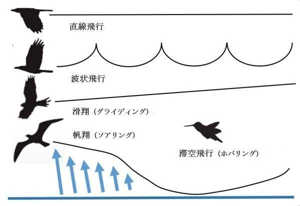 鳥に出会うこと はお金がかからないポケモンgo Weekly Note 08 Kanno Note