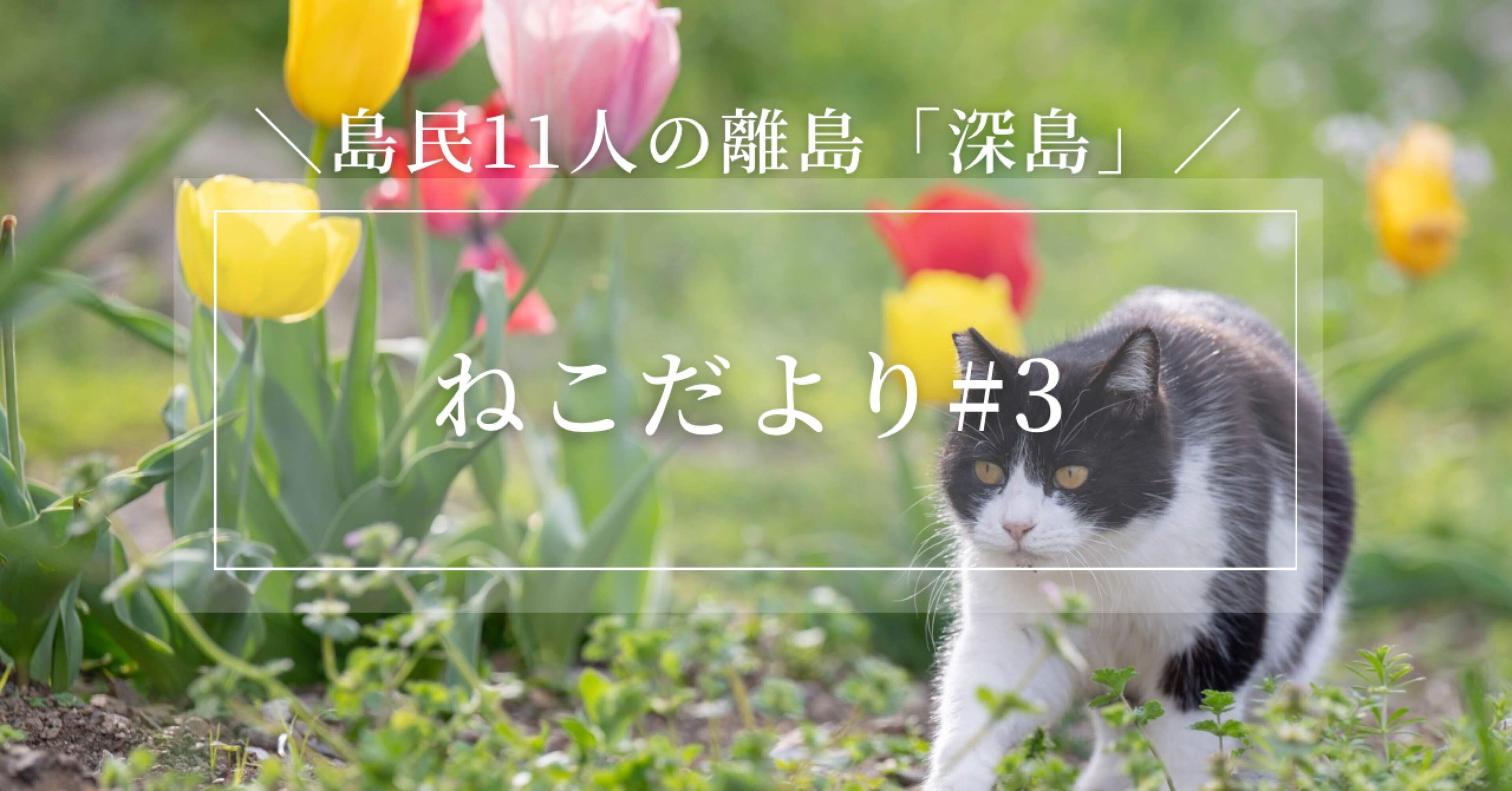 花とねこ｜深島ねこだより #3｜でぃーぷまりん