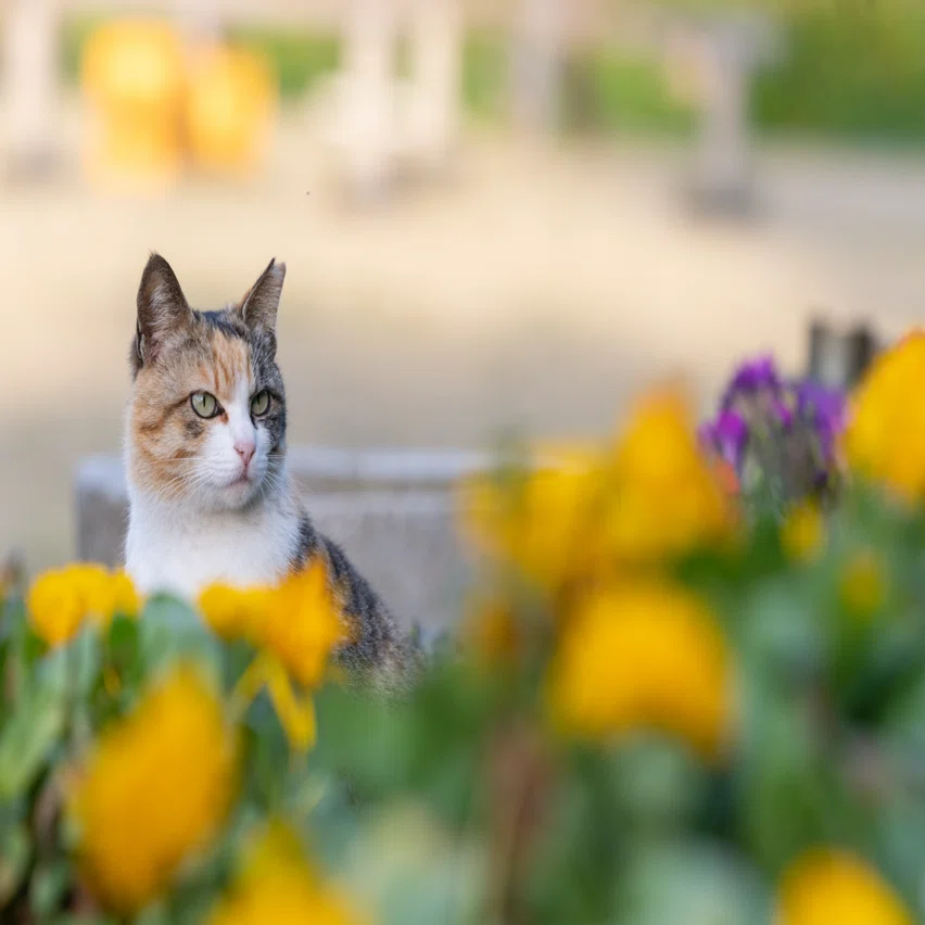 花とねこ｜深島ねこだより #3｜でぃーぷまりん