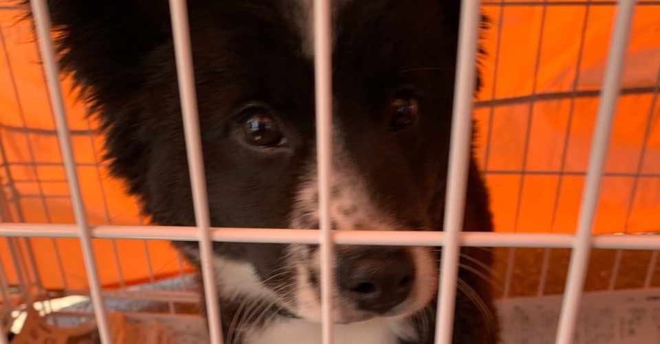 何故吠えるのか 犬の鳴き声が持つ意味を理解して 犬の心理を学ぼう シスト 犬の心理学研究員 Note