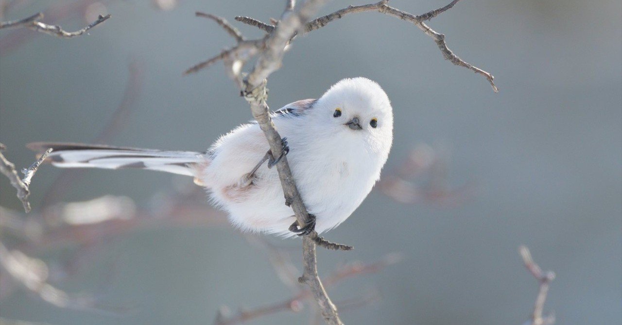 鳥に出会うこと はお金がかからないポケモンgo Weekly Note 08 Kanno Note 鳥に出会うこと はお金がかからないポケモンgo Weekly Note 08 Kanno Note