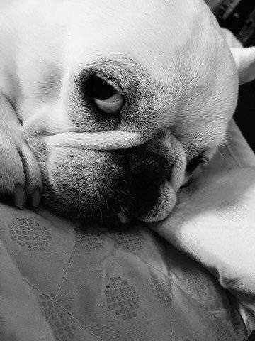 体重増えたのはなおみよ！

#フレンチブルドッグ
#つぶらな瞳
#眠いんですけど
#Frenchbulldog
#lovely
#sleepy

