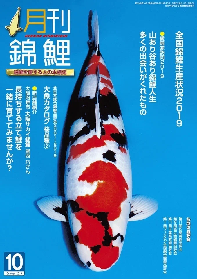 錦鯉 丹頂べっ甲48cm 【公式通販】