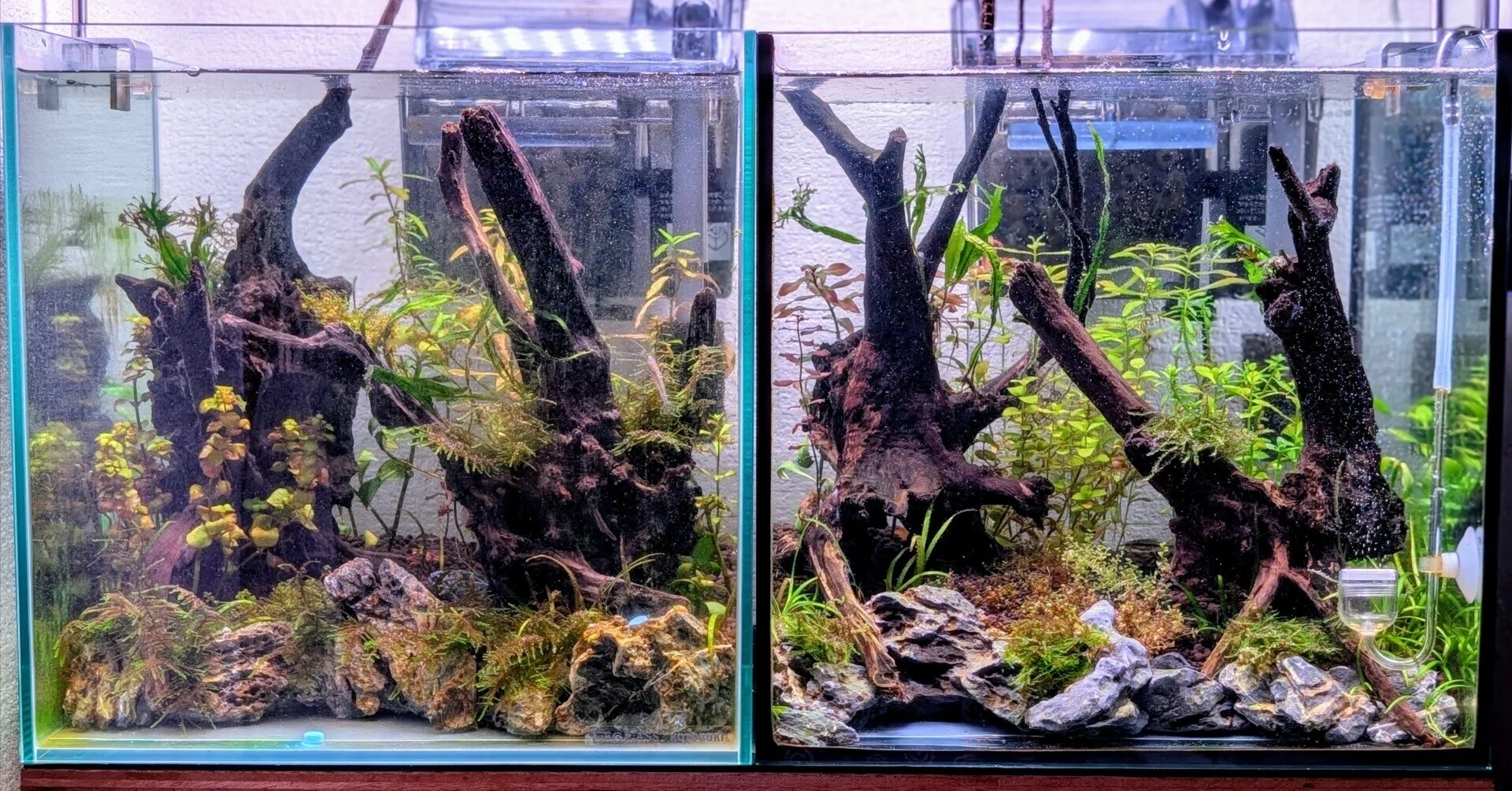 🌱30cmキューブ水槽・成長記録 Week4黒ひげ苔との攻防