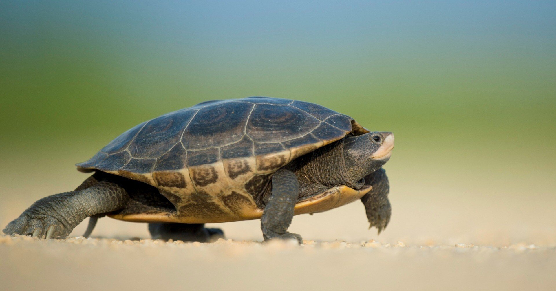 タートルマン 4種類のタイプ｜ヒ5シ