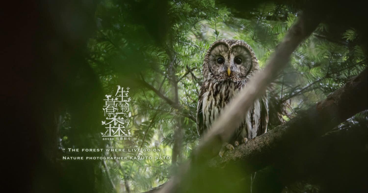 生き物たちの暮す森｜No.050,051,052「フクロウ」｜佐藤和斗 KAZUTO