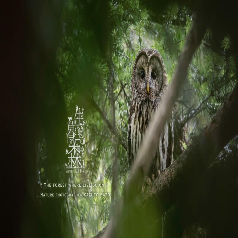 生き物たちの暮す森｜No.050,051,052「フクロウ」｜佐藤和斗 KAZUTO