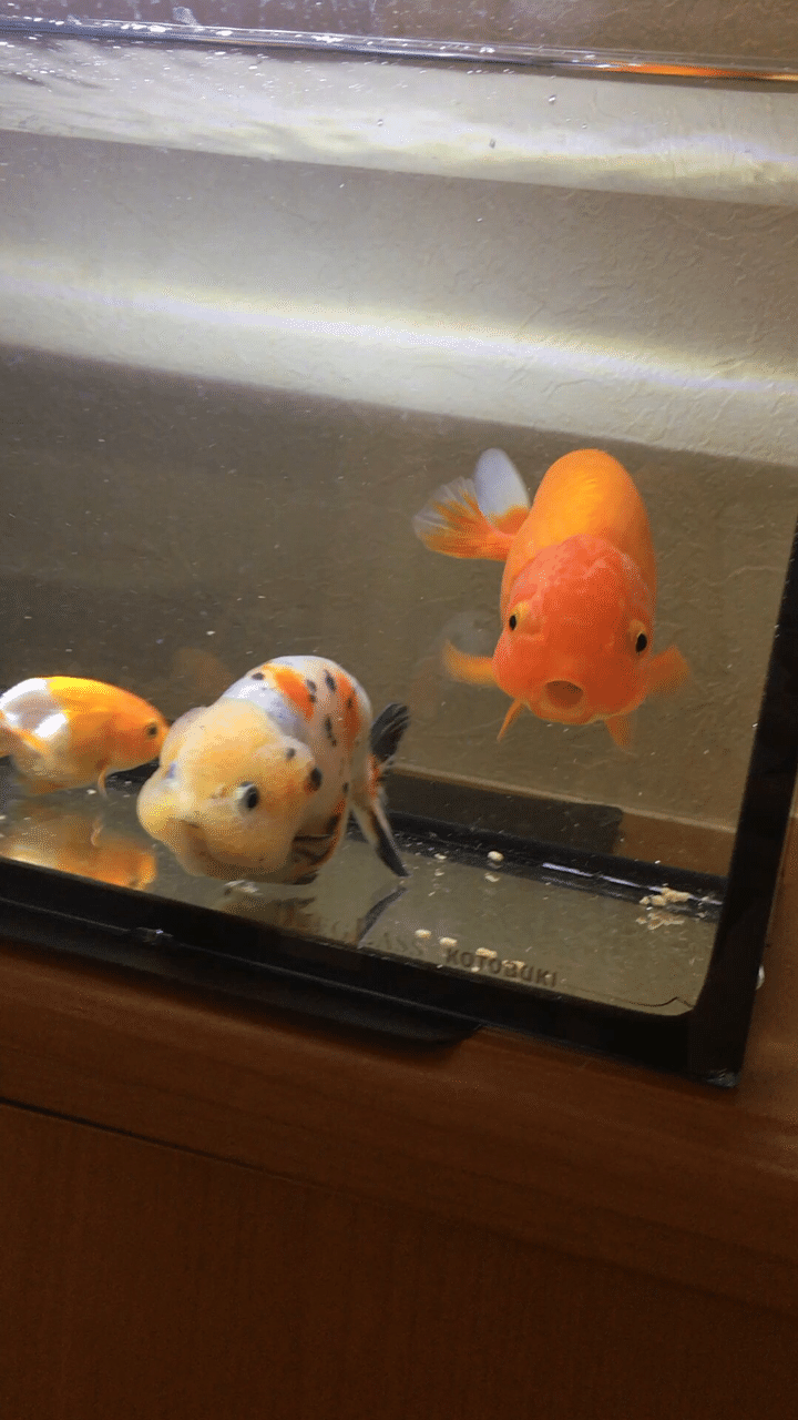 薬浴終了 のぼる Note