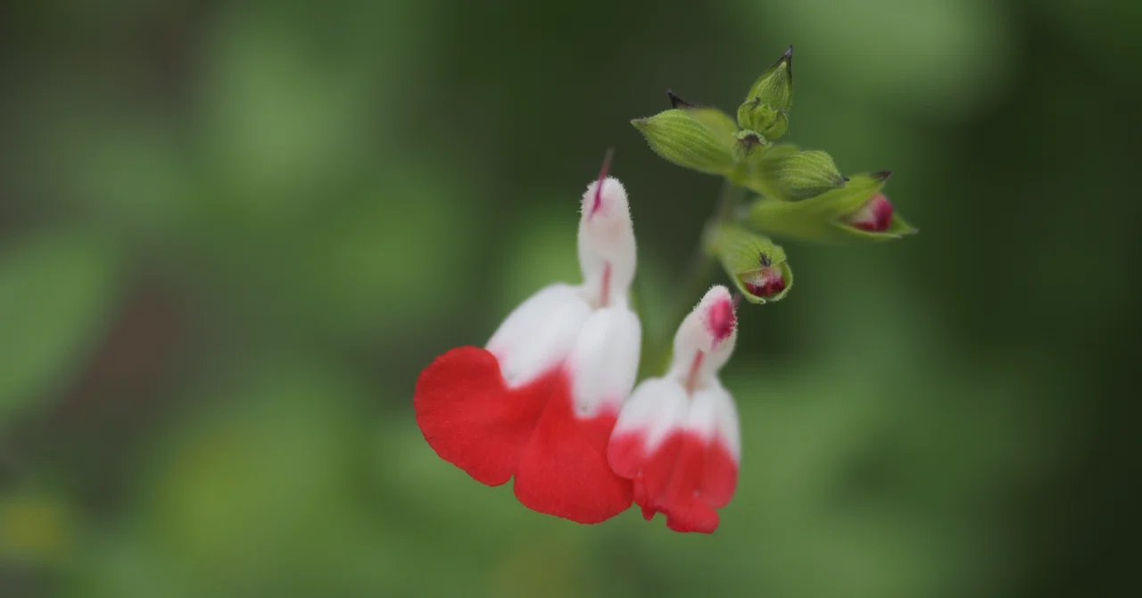 6.23 弘前公園植物園のバラ園を中心に | OM-D E-M5 MarkⅢ+M.ZUIKO 12