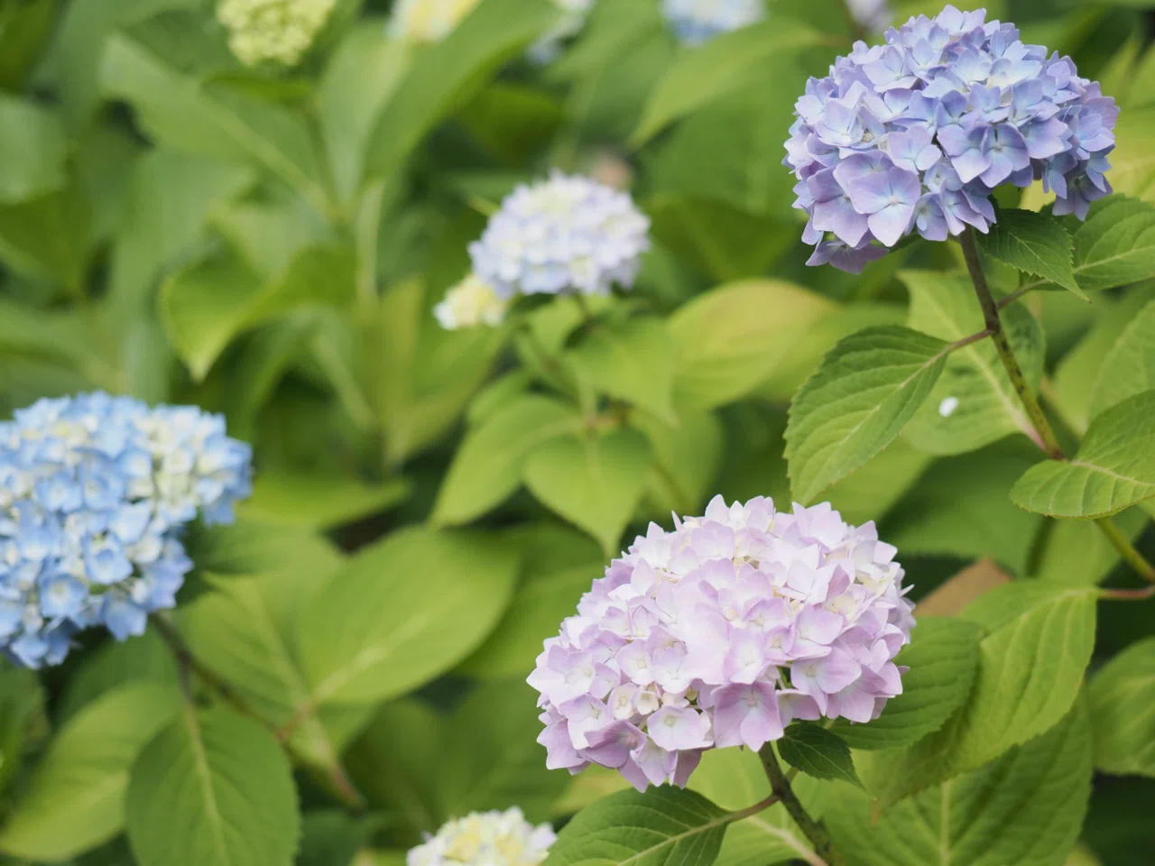 6.23 弘前公園植物園のバラ園を中心に | OM-D E-M5 MarkⅢ+M.ZUIKO 12