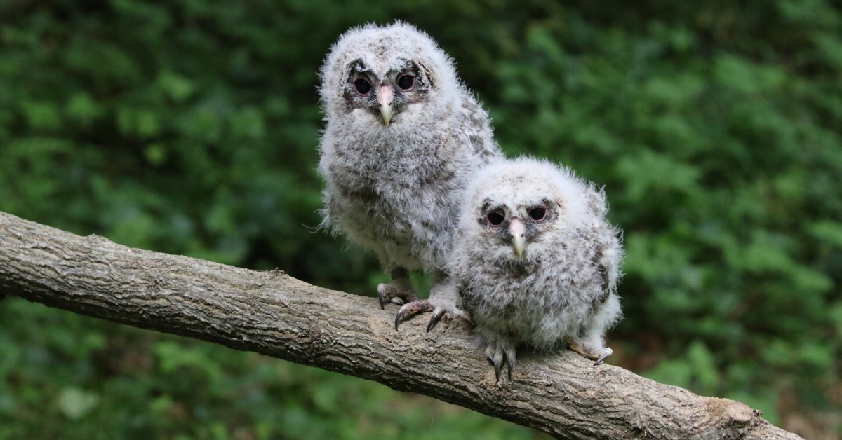 森のフクロウ 元SEたち、森の生態系エンジニアの巣をつくる｜SHARP