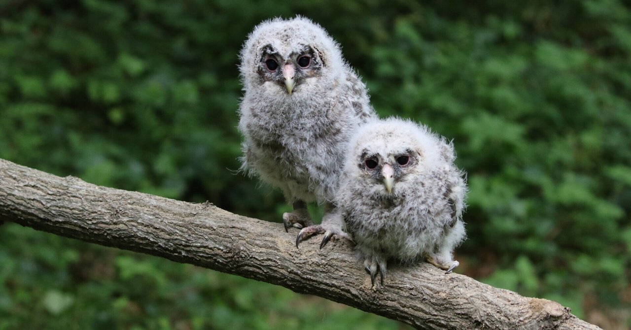 元SEたち、森の生態系エンジニアの巣をつくる｜シャープ公式