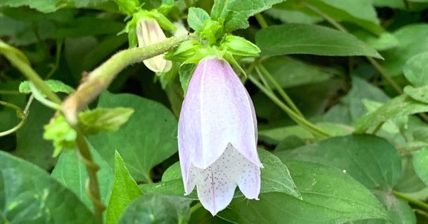 ミニサイズモノメタルモデル「木花咲耶(コノハナサクヤ)」｜en
