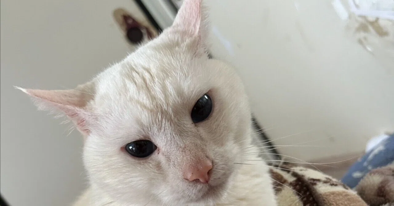 白猫モモちゃんをコントしてみた。｜からあげ725
