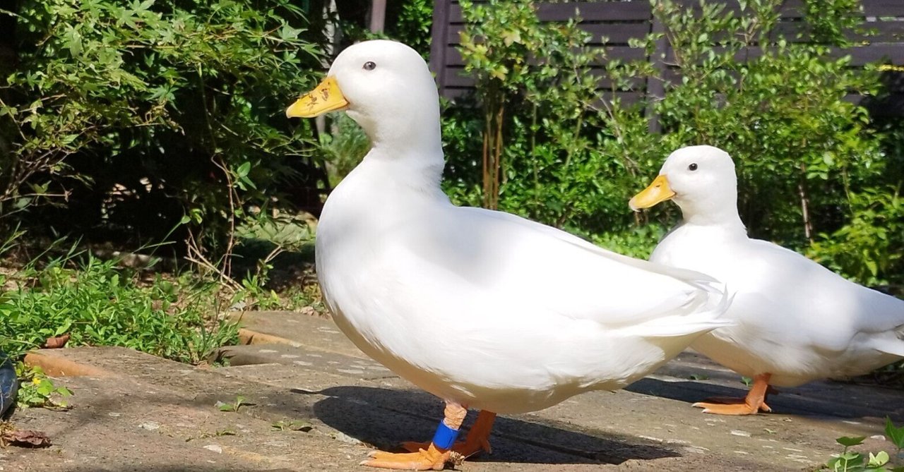 ★【アヒル・コールダック飼育繁殖·ヒナ向け】4kg ＋BC-6∶4kg ZOO TIME】コールダックのヒナ 飼育方法（初生雛編） - YouTube