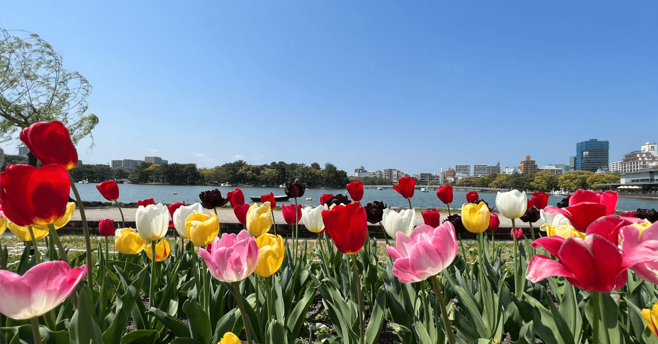 福岡市中央区限定】観葉植物の手渡し販売します｜鉢・用土