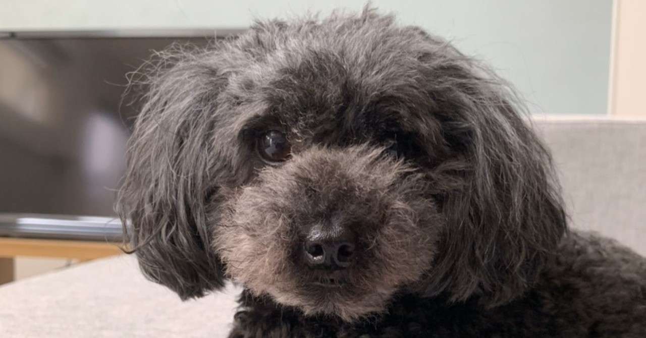 ペットのトイプードルの型紙を作ります W u ソメチカ 染千伽 Note