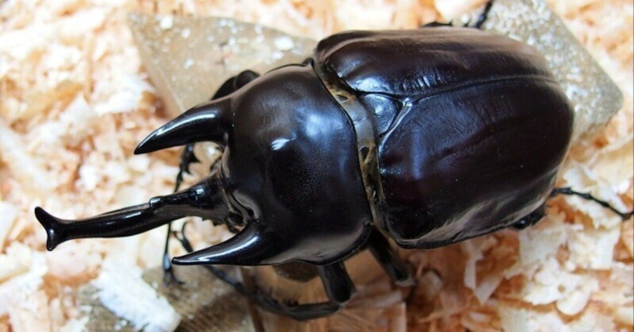 レックスゾウカブト　♂108 アクティオンゾウカブト（レックスゾウカブト）とは？飼育方法も