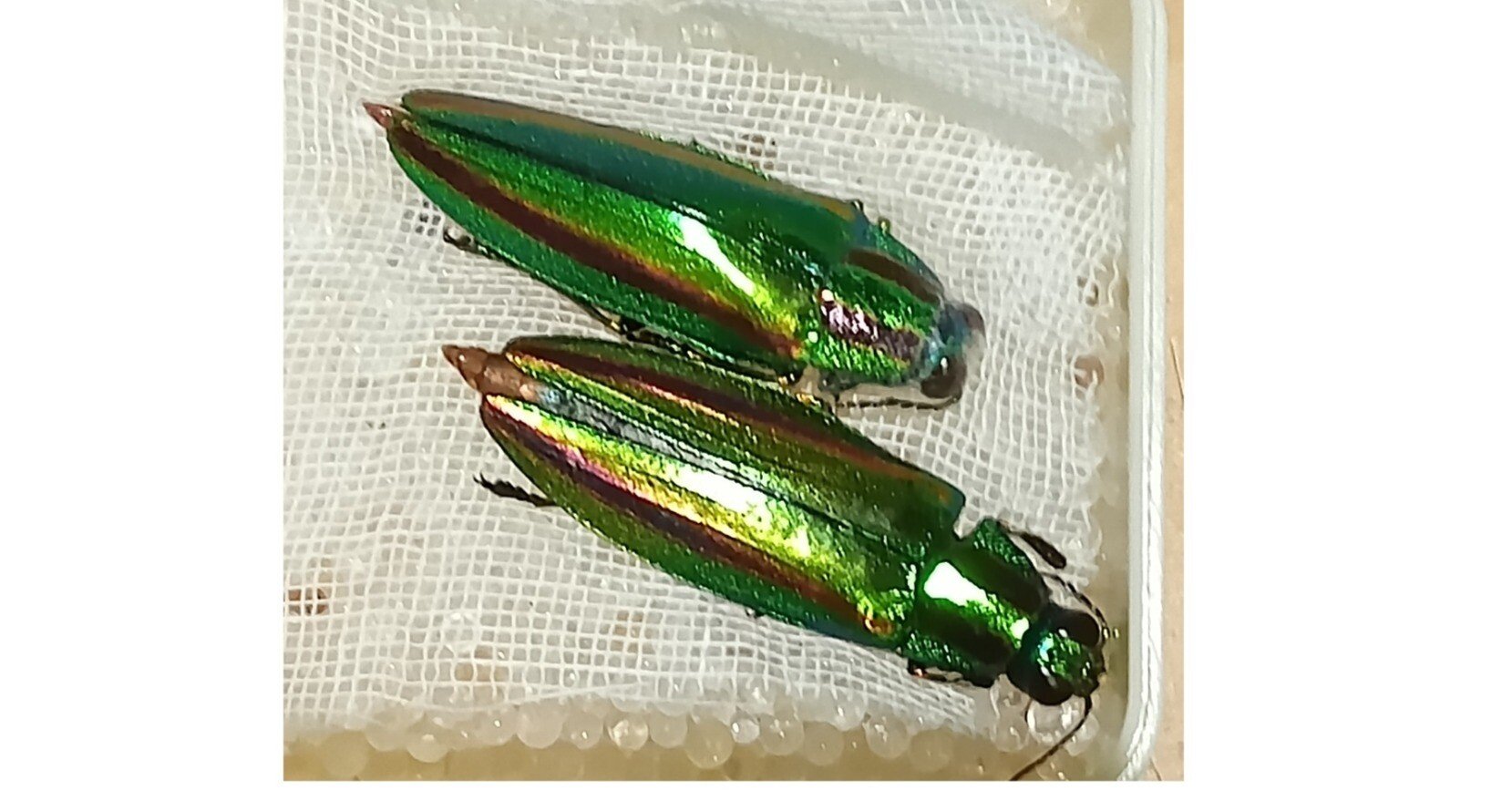 玉虫（その2）｜sgk