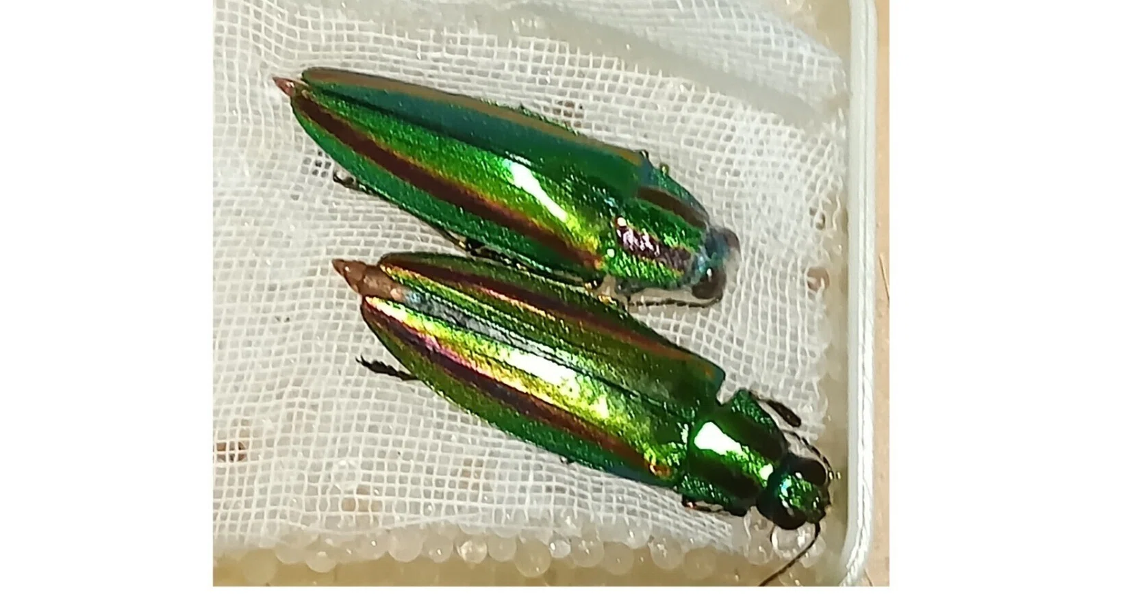 玉虫（その2）｜sgk