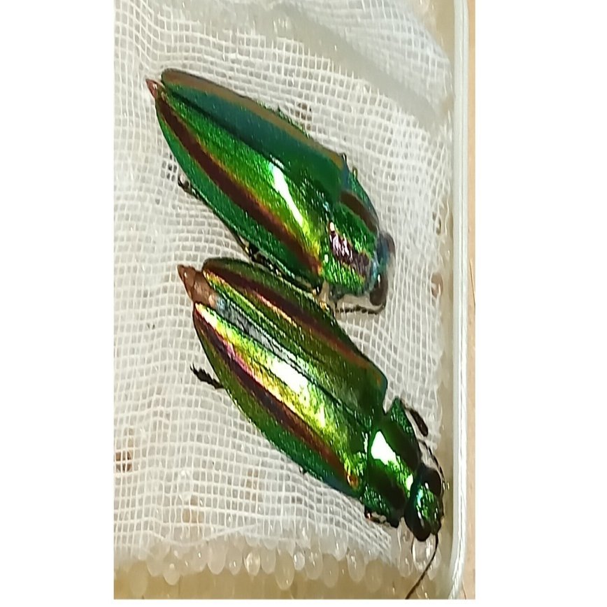 ドゥルカマラ 玉虫色 玉虫（その2）｜sgk