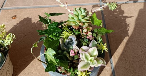 多肉植物の寄せ植え＊ 美しく映える✨ ブック型プランターで多肉