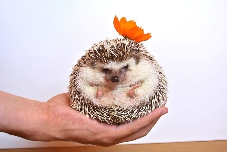 【aye さま】* old ornament ❀ * まんまるハリネズミ さん aye さま】* old ornament ❀ * まんまるハリネズミ さん aye さま