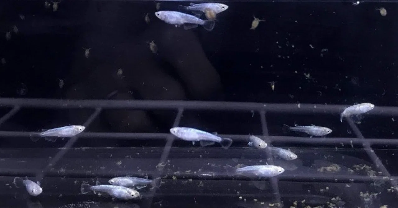 メダカ沼4ヶ月目の飼育環境紹介｜funnythingz