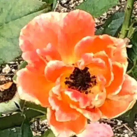すいたろ（造花と蛆）