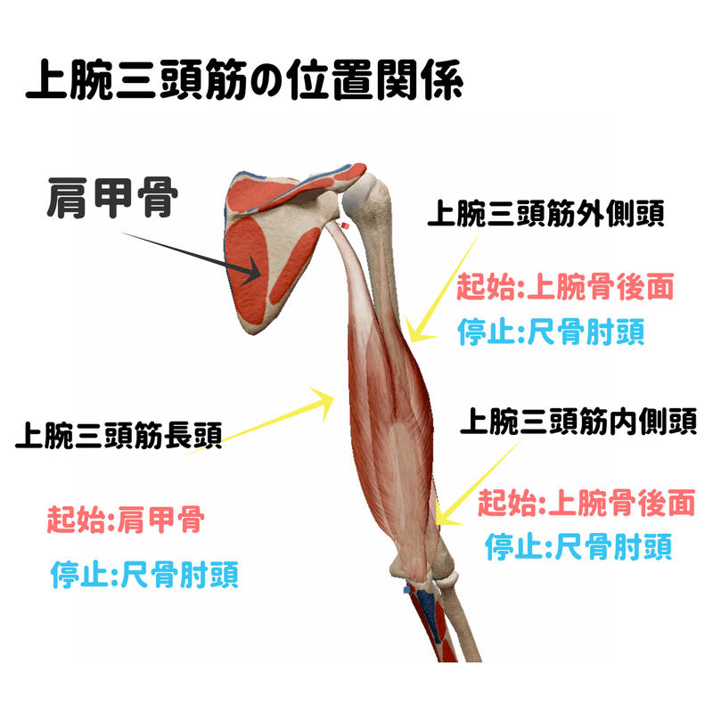 上腕三頭筋の鍛え分けの方法 Shunya Note 上腕三頭筋の鍛え分けの方法 Shunya Note