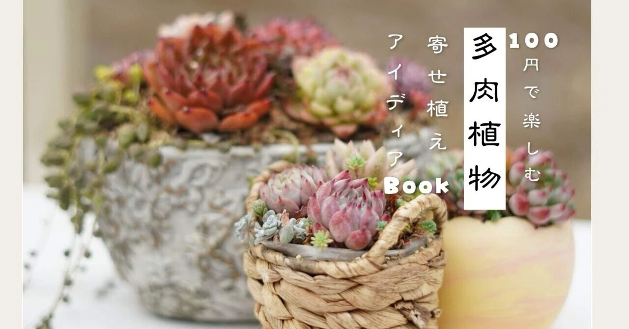 コメント専用です!多肉植物の寄せ植え◡̈⃝︎ コメント専用です!多肉植物の寄せ植え◡̈⃝︎