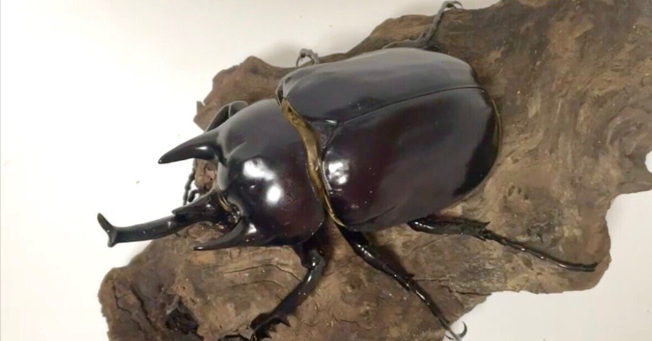 レックスゾウカブト 飼育記 Megasoma rex #1｜トミクワ【冨鍬】