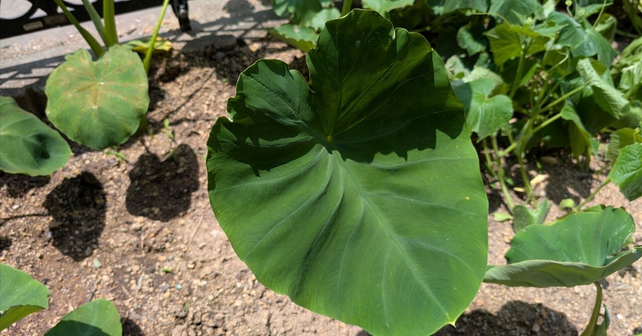 大葉農園 家庭農園夏の陣！サトイモ4 大葉｜足立保之🎈