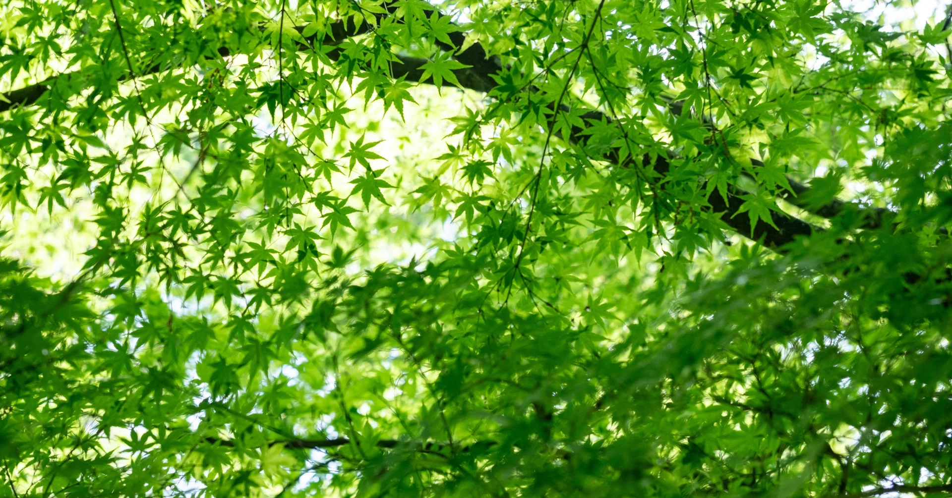 Shin Kokin (177) Having finished falling, at the base of the tree where ...