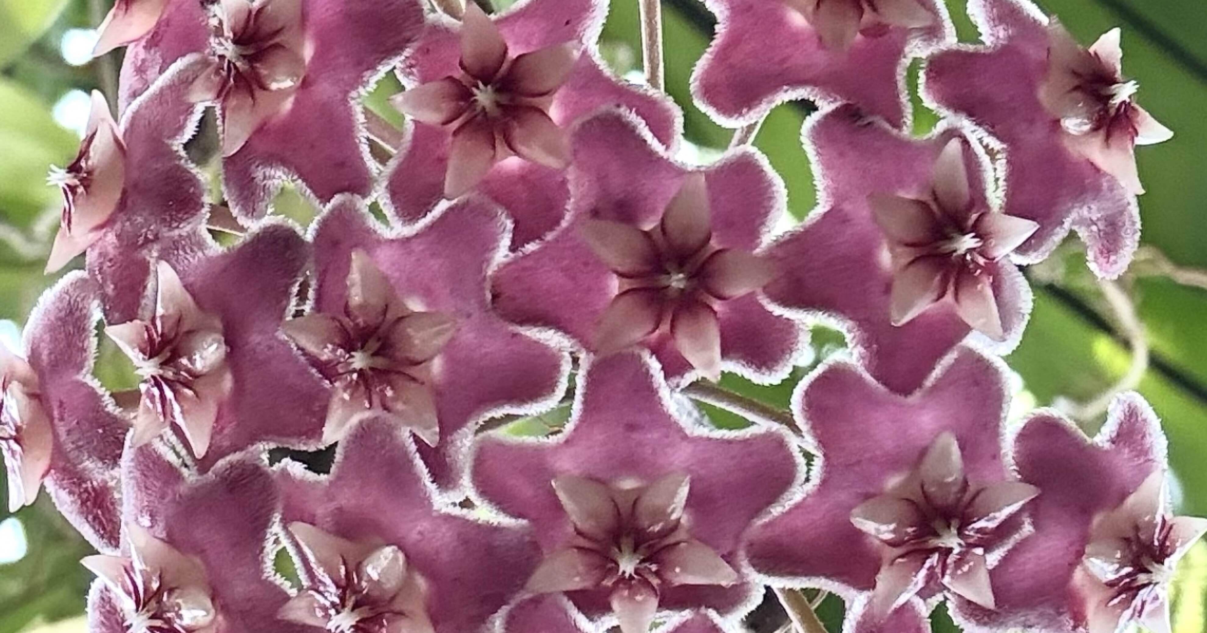 花座つき　珍種　ホヤ　Hoya Spartiodes サクララン 花座つき 珍種 ホヤ Hoya Spartiodes サクララン 花座つき 珍種 ホヤ Hoya