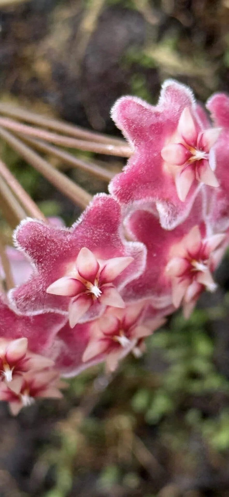 サクララン 多肉植物ならではの星型幾何学構造の花のレアカラータイプ