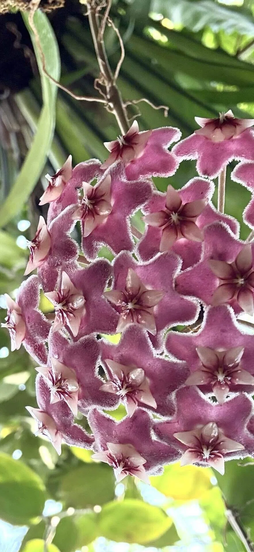 サクララン 多肉植物ならではの星型幾何学構造の花のレアカラータイプ