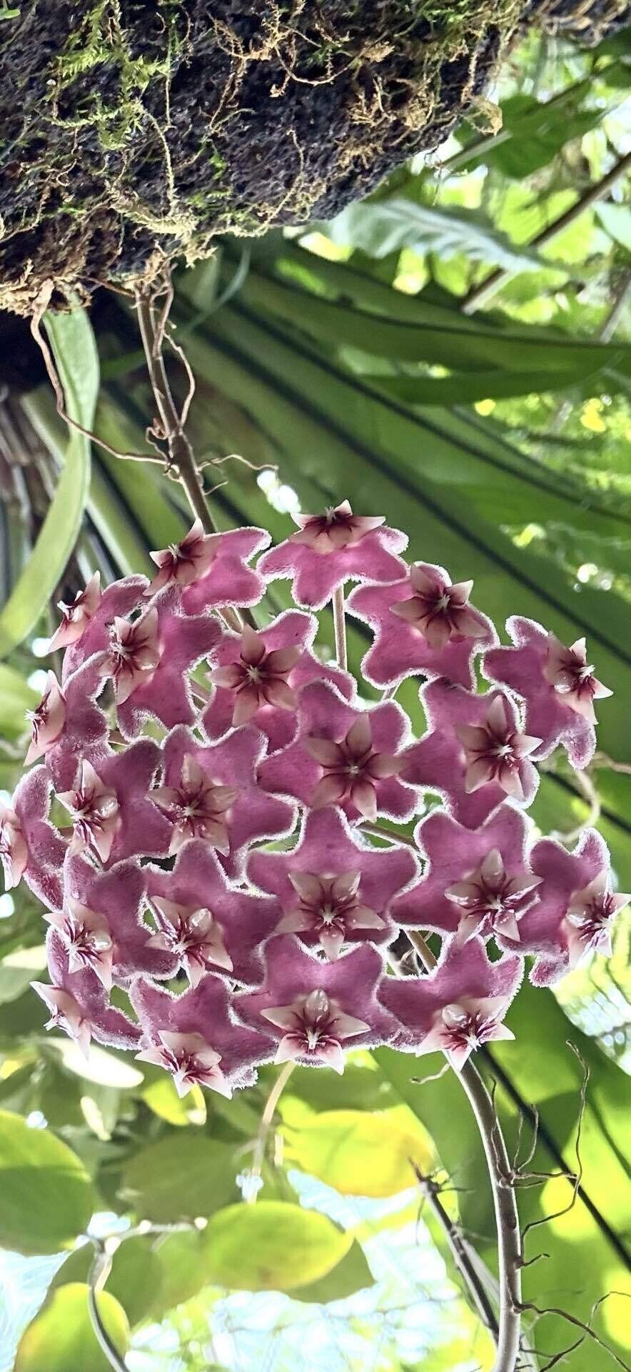 花座つき　珍種　ホヤ　Hoya Spartiodes サクララン 花座つき 珍種 ホヤ Hoya Spartiodes サクララン