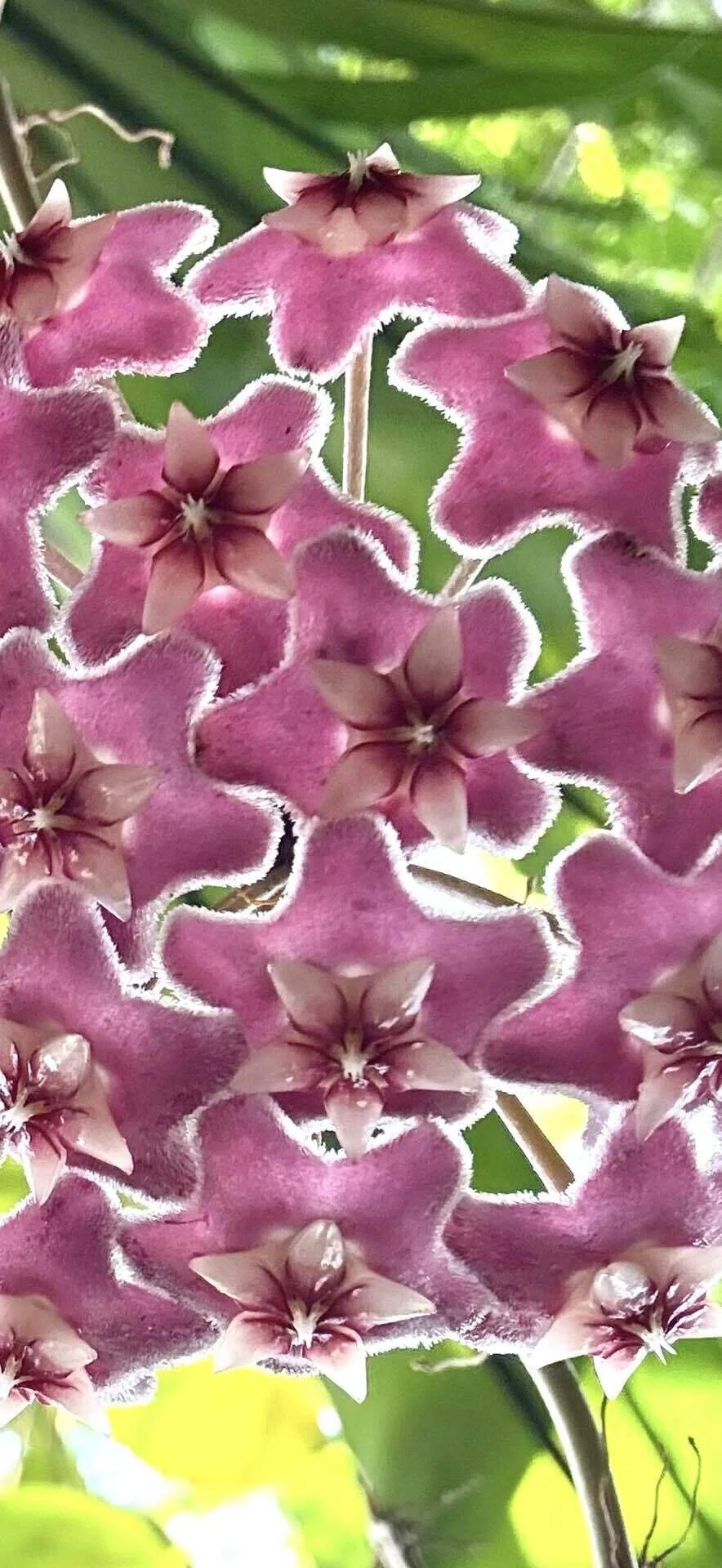 サクララン 多肉植物ならではの星型幾何学構造の花のレアカラータイプ