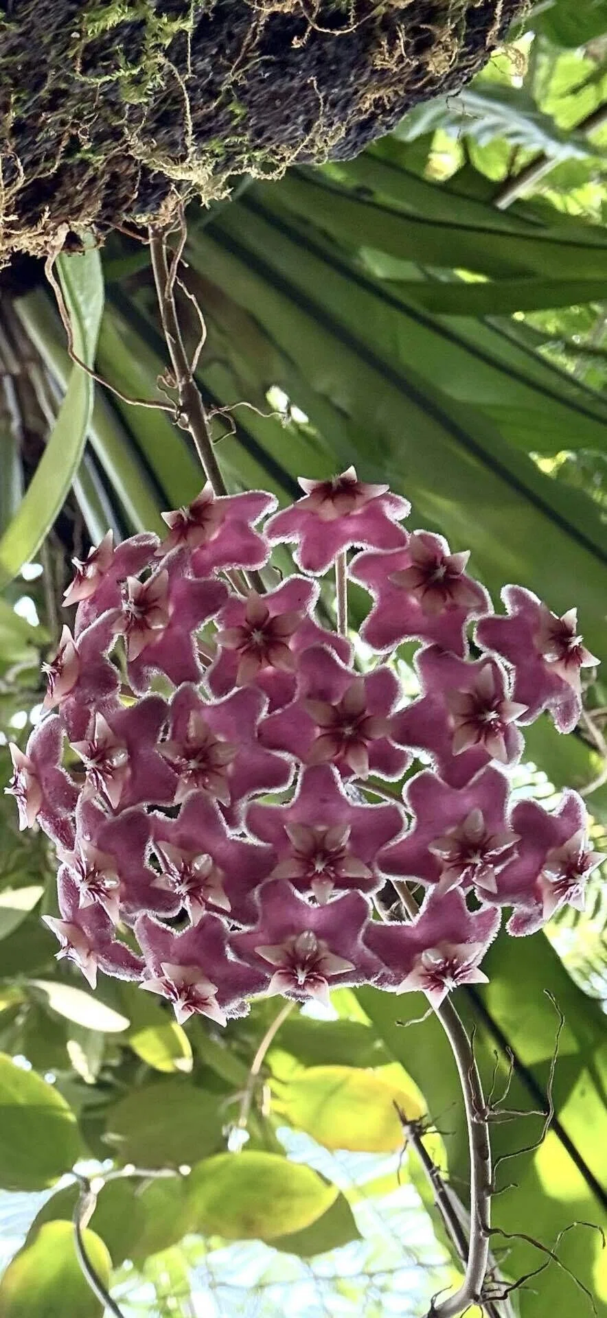 サクララン 多肉植物ならではの星型幾何学構造の花のレアカラータイプ