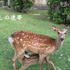 念ずれば現ず～野口晴哉と昭子の物語①｜ ならまち月燈/こころとからだ