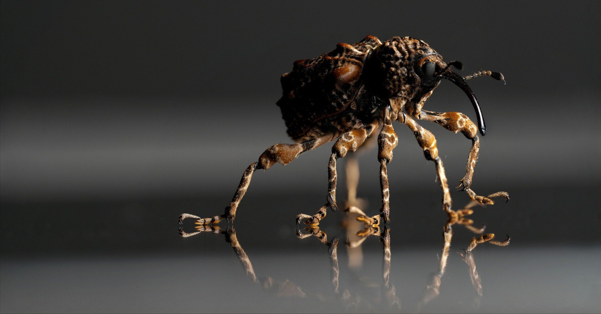 マダラアシゾウムシの標本｜ちいさな島