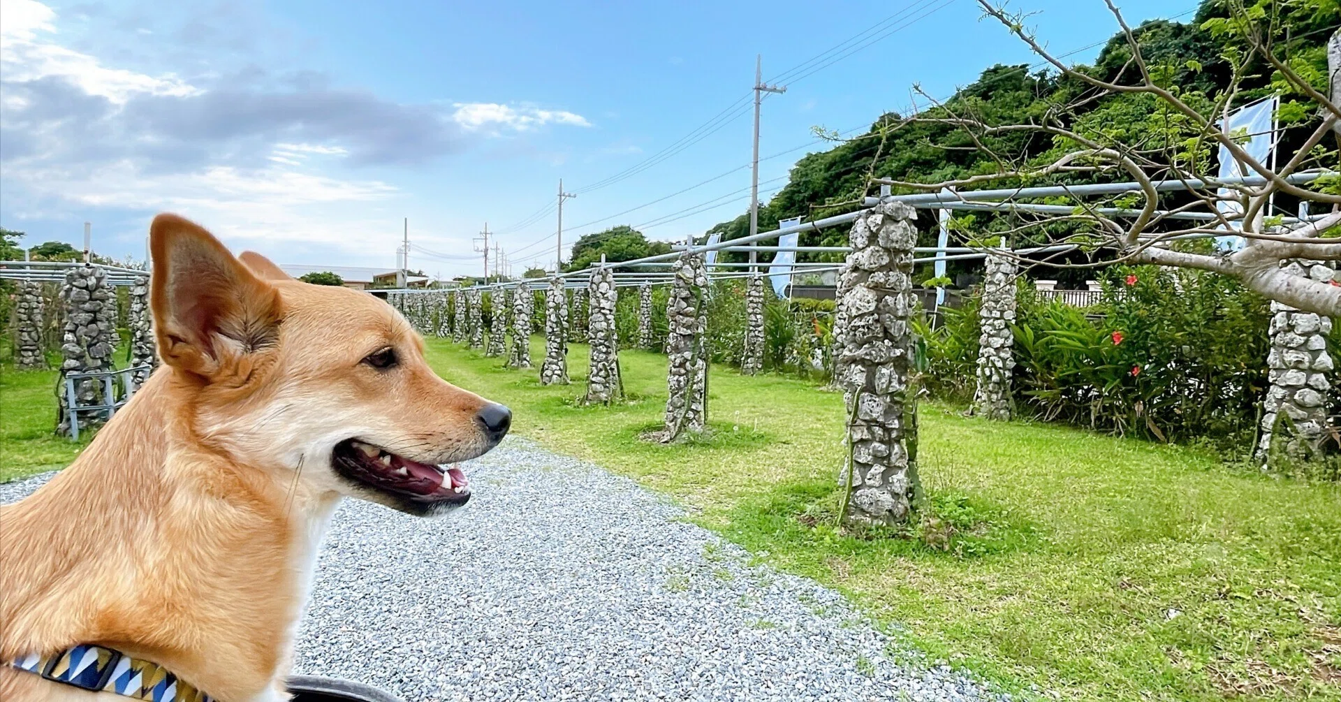 沖縄北部】犬同伴OKカフェ・ランチ25選、すべて行ってみました！｜沖縄