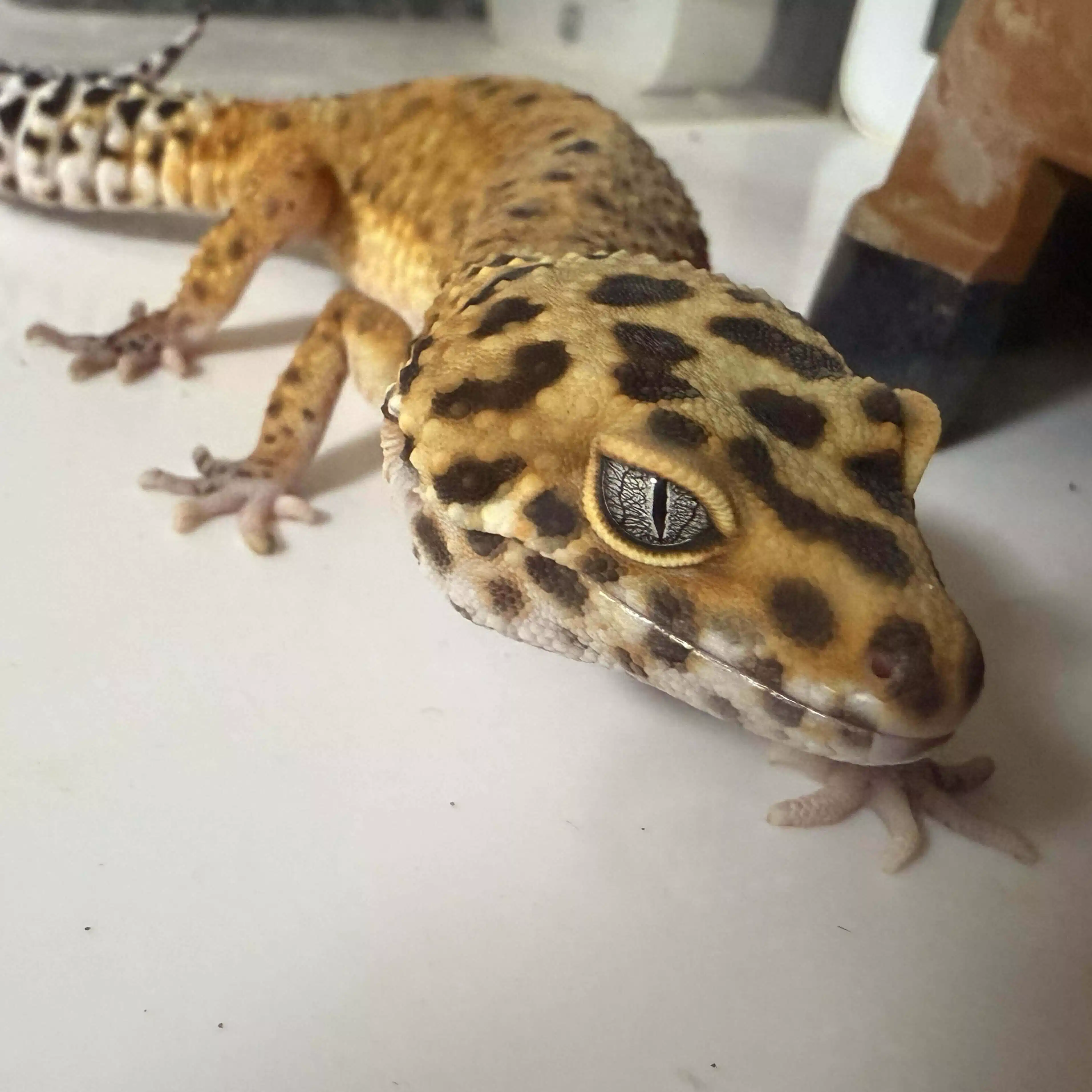 るるくんときのこズ！