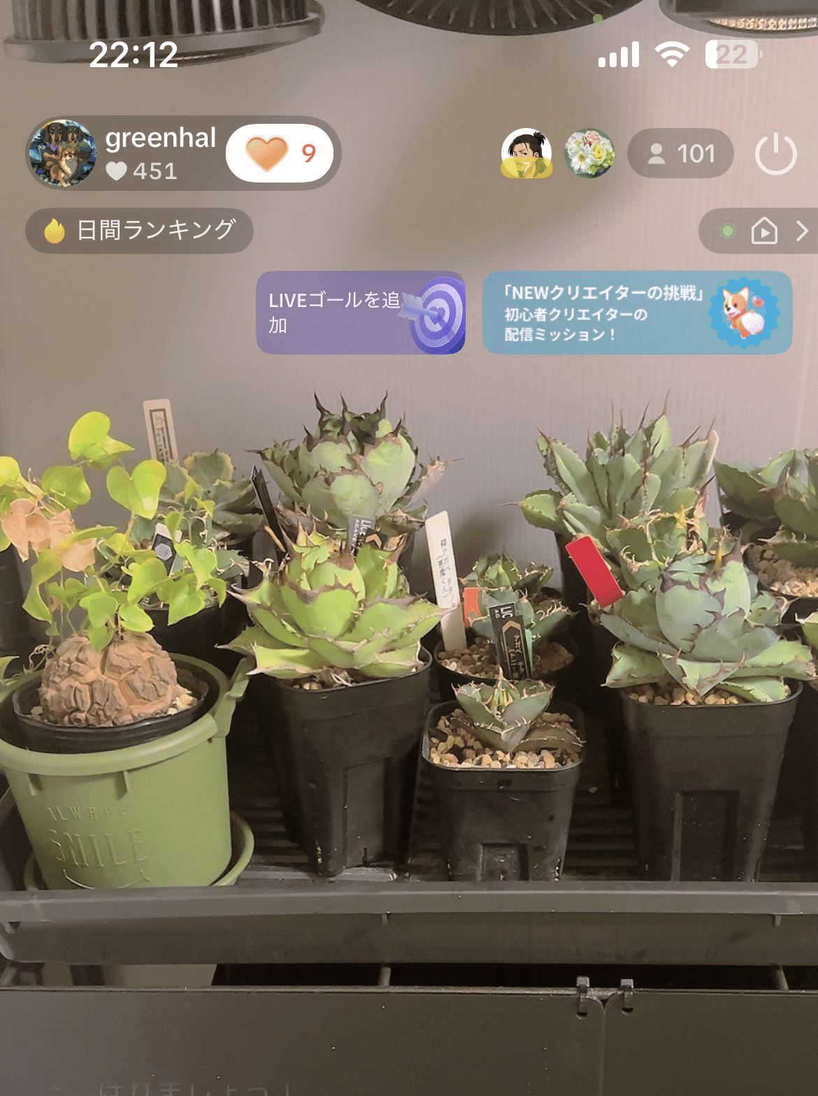 アガベ バトルアクス 天芽　子株 アガベ チタノタ バトルアックス | GREEN LUCK
